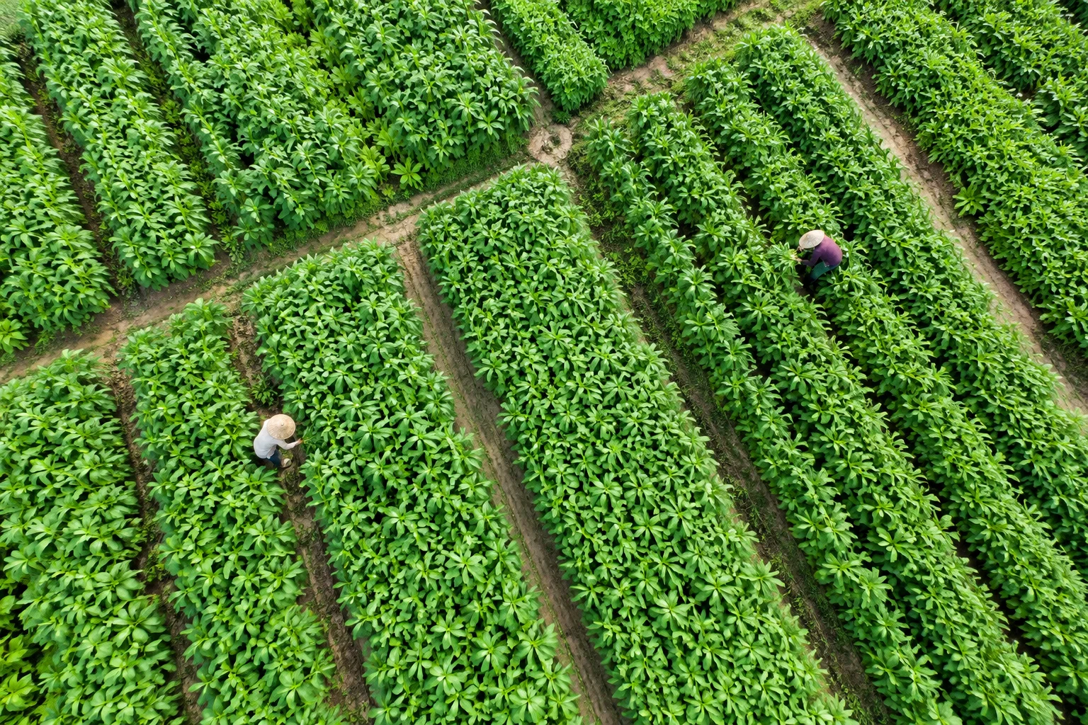 Aerial view of a leafy green lalo field