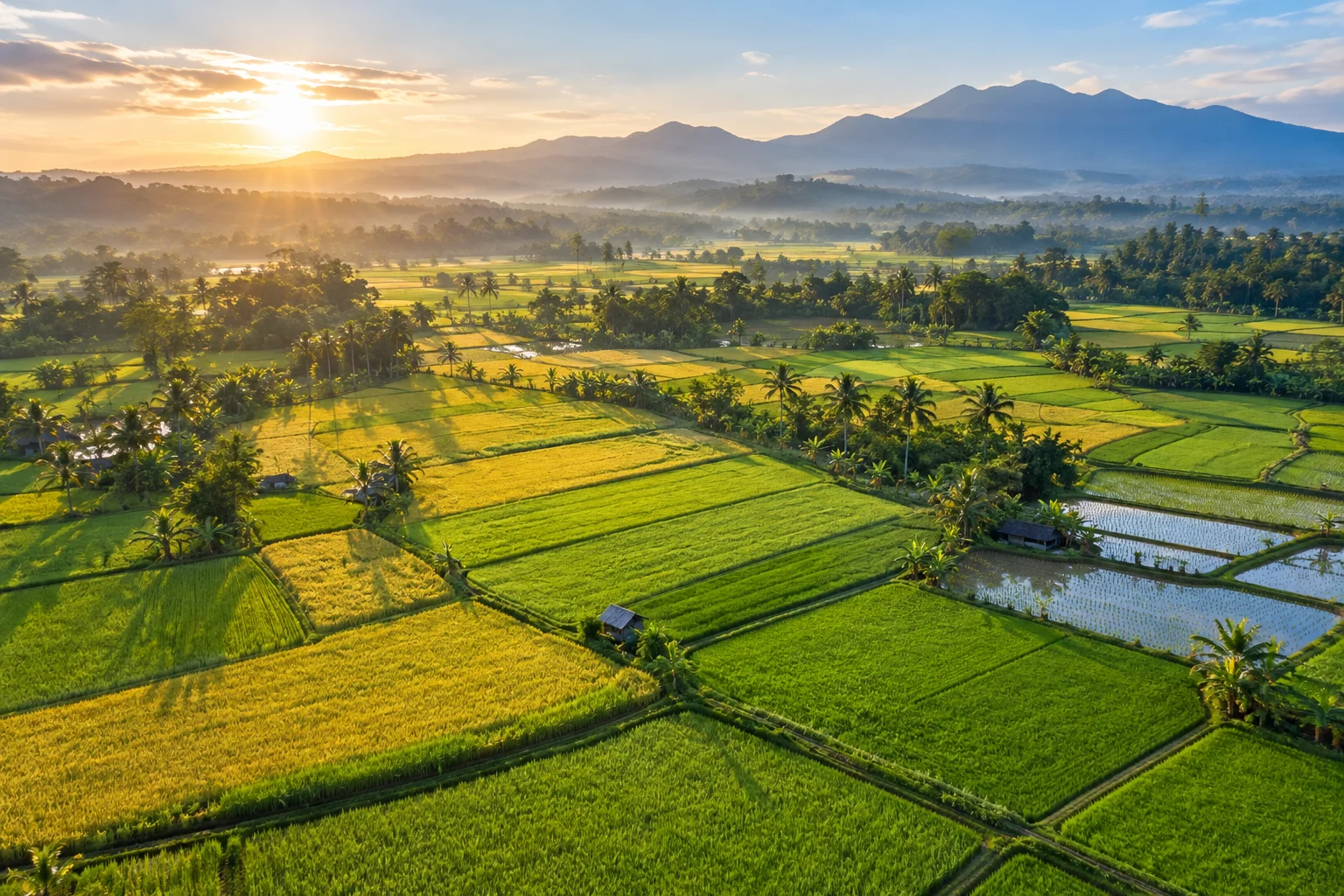 Rice field viewed from a drone